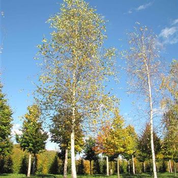 BPE_Sol_baum_5xv_200-300x40-45x700-900a_G-503_24_10_13_jh_39154.jpg