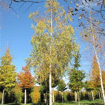 BPE_Sol_baum_5xv_200-300x40-45x700-900_G-503_24_10_13_jh_39153.jpg