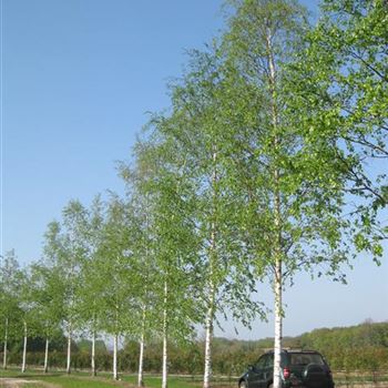 BPE_Sol_baum_6xv_300-400x45-50x700-900_G_WE150_23_04_09_29015.jpg