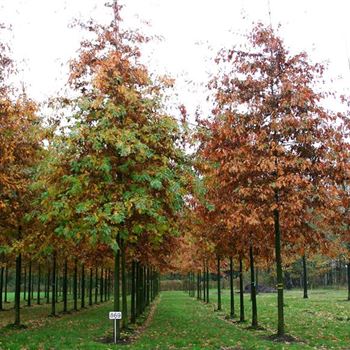 QPA_Sol_baum_4xv_200-300x30-35x500-700_G_ESCH869_2_10_11_04_7605.jpg