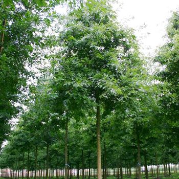 QPA_Sol_baum_4xv_200-300x30-35x500-700_G_ESCH851_4_01_09_04_7604.jpg