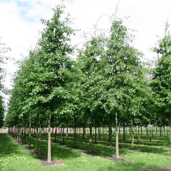 QPA_Sol_baum_4xv_200-300x30-35x500-700_G_ESCH851_3_01_09_04_7603.jpg