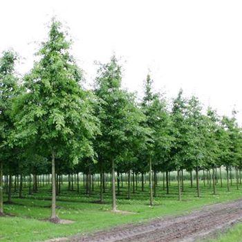 QPA_Sol_baum_4xv_200-300x30-35x500-700_G_ESCH851_01_09_04_7601.jpg
