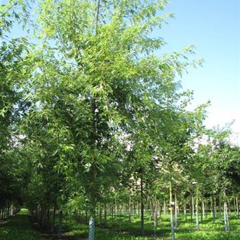 ASLWI_Sol_baum_4xv_150-200x25-30x400-500_R-203_08_09_15_jh_41214.jpg