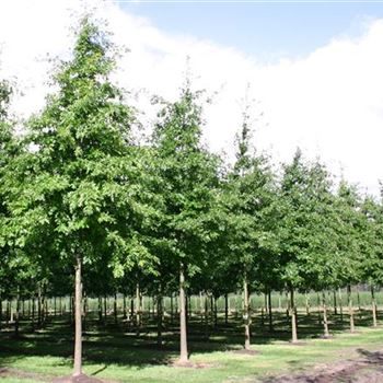QPA_Sol_baum_4xv_200-300x35-40x500-700_G_ESCH868-69_2_27_09_04_7610.jpg