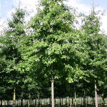 QPA_Sol_baum_4xv_200-300x35-40x500-700_G_ESCH868-69_27_09_04_7611.jpg