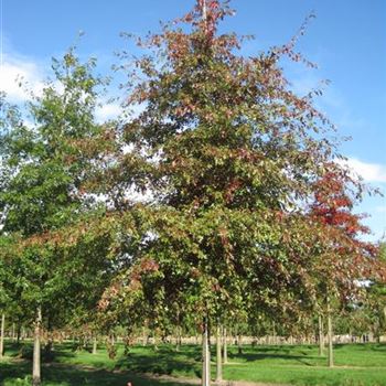 QPA_Sol_Baum_4xv_200-300x40-45x500x700_G-1403_10_10_13_kd_39699.JPG