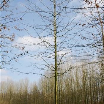 QPA_Sol_baum_4xv_200-300x40-45x700+_G_ESCH868-69_10_03_05_7613.jpg