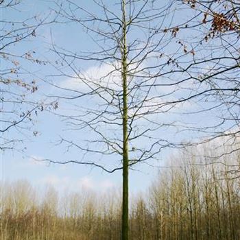QPA_Sol_baum_4xv_200-300x40-45x700+_G_ESCH868-69_2_10_03_05_7612.jpg