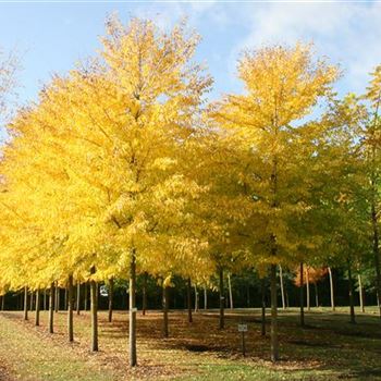 URSAGO_Solbaum_6xv_200_300x40_45x500_700_Herbstlaub_R_HI_HM1036_2_09_10_08_25663.jpg