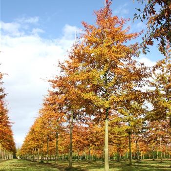 QPA_Sol_baum_6xv_300-400x40-45x700-900_G_ESCH820_2_09_11_06_15433.jpg