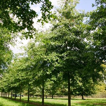 QPA_Sol_baum_6xv_300-400x45-50x700-900_G_WI564_27_09_04_560.jpg