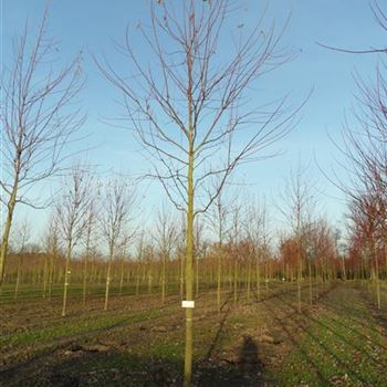 ASLWI_Sol_baum_4xv_150-200x20-25x400-500_R-129_28_11_11_ahl_37123.JPG