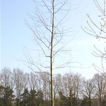 ASLWI_Sol_baum_4xv_200-300x30-35x500-700_R_ROTB408_25_04_06_11120.jpg