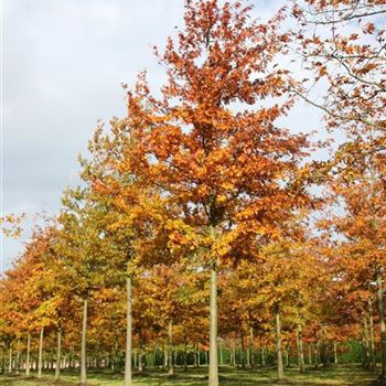 QPA_Sol_baum_6xv_300-400x45-50x700-900_G_ESCH820_2_09_11_06_15435.jpg