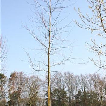 ASLWI_Sol_baum_4xv_200-300x30-35x500-700_R_ROTB408_2A_25_04_06_11119.jpg