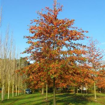 QPA_Sol_baum_6xv_300-400x50-60x700-900_G-1404_15_10_15_jh_41773.jpg