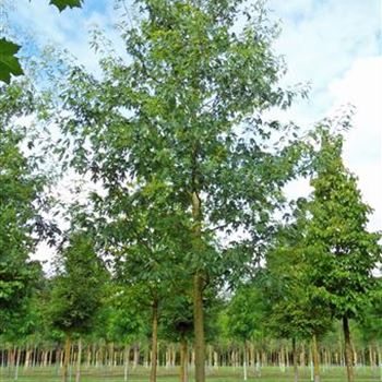 ASLWI_Sol_baum_200-300x35-40x500-700_R-331_10_08_12_ahl_2_37596.JPG
