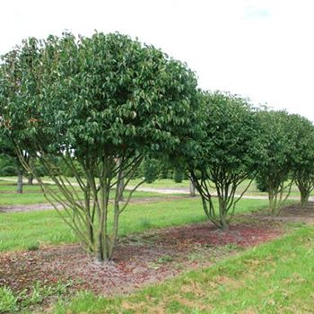 CMA_Schirmform_6xv_Br200-300xHoe300-350_OH_FE_2_15_08_07_21485.jpg