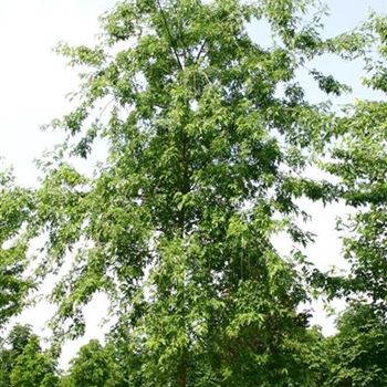 ASLWI_Sol_baum_4xv_200-300x40-45x500-700_R_KA540_13_07_05_2736.jpg