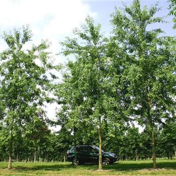 ASLWI_Sol_baum_4xv_200-300x40-45x500-700_R_KA540_2_13_07_05_2735.jpg