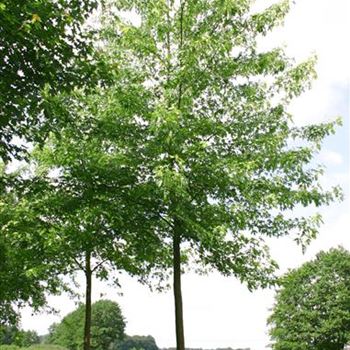 ASLWI_Sol_baum_6xv_300-400x40-45x700-900_R_KA542_21_06_04_8925.jpg