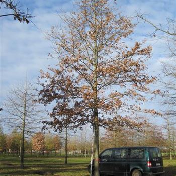 QPA_Sol_Baum_6xv_300-400x60-70x700-900_G-843_27_01_16_sk_42003.jpg