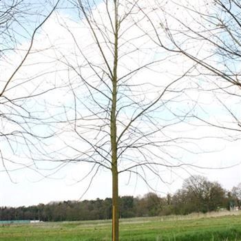 ASLWI_Sol_baum_6xv_300-400x50-60x700-900_R_KA543_2_02_05_06_11264.jpg
