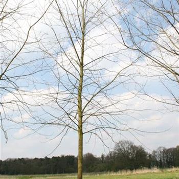 ASLWI_Sol_baum_6xv_300-400x50-60x700-900_R_KA543_02_05_06_11263.jpg