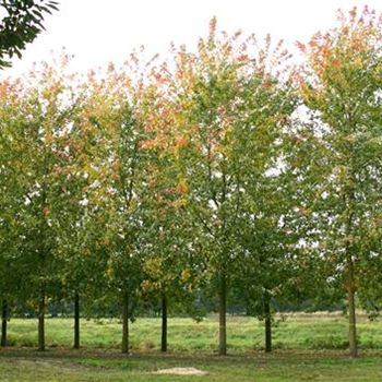 ASLWI_Sol_baum_6xv_300-400x60-70x700-900_R_KA543_19_10_05_5106.jpg