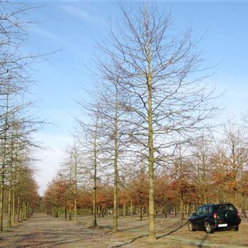 QPA_Sol_baum_6xv_300-400x60-70x700-900_G_ESCH802-04_16_12_09_33060.jpg