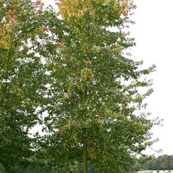 ASLWI_Sol_baum_6xv_300-400x60-70x700-900_R_KA543_3_19_10_05_5104.jpg