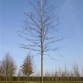 QPA_Sol_baum_6xv_300-400x45-50x700-900_G_ESCH812_14_03_05_556.jpg