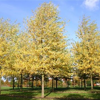 ASLWI_Sol_baum_7xv_400-600x60-70x700-900_R_ESCH900_25_10_04_8931.jpg