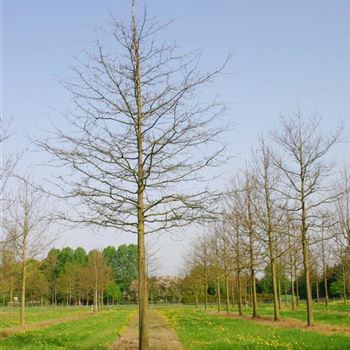 QPA_Sol_baum_7xv_400-600x50-60x700-900_G_ESCH805_01_05_04_557.jpg