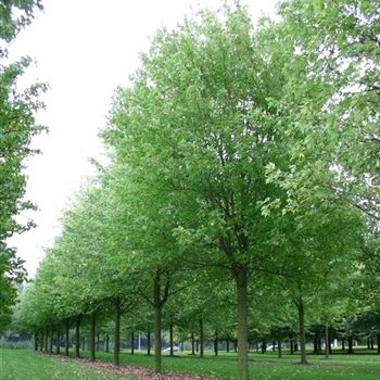 ASLWI_Sol_baum_7xv_400-600x60-70x700-900_R_ESCH900_05_10_04_8930.jpg