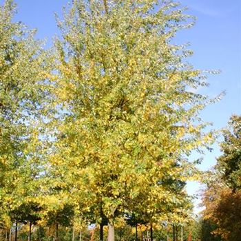 ASLWI_Sol_baum_7xv_400-600x70-80x700-900_R_ESCH900_25_10_04_8932.jpg