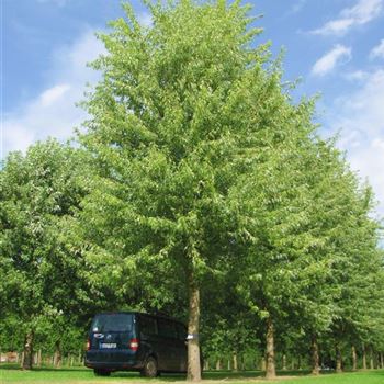 ASLWI_Sol_baum_7xv_400-600x80-90x900-1200_R-900_07_09_09_jh_30708.jpg