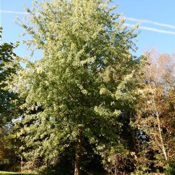ASLWI_Sol_baum_7xv_400-600x100-120x900-1200_R-333_30_09_15_kd_41215.jpg