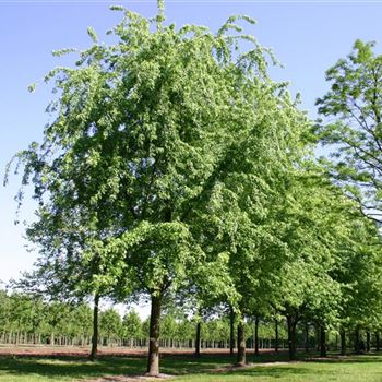 ASLWI_Sol_baum_7xv_400-600x100-120x900-1200_R_DE331_28_05_05_1974.jpg