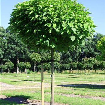CBNA_Sol_baum_5xv_STU30-35_Kr_br_200_STH220_R_POL1208_06_08_07_19271.jpg