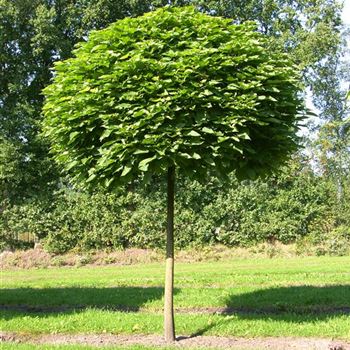 CBNA_Sol_baum_5xv_STU30-35_STH250_Kr_br-200R_SCHR_KA1007_12_09_06_13197.jpg