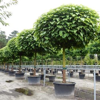 CBNA_Sol_baum_5xv_150-200x35-40_CC-251_28_07_15_kd_41295.jpg