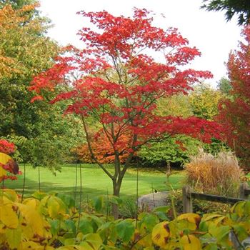 AJAC_Herbstlaub_Buerogarten_10_10_08_jh.jpg