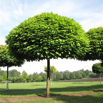 CBNA_Sol_baum_6xv_200-300x50-60_R-1036_18_08_15_jh_41296.jpg