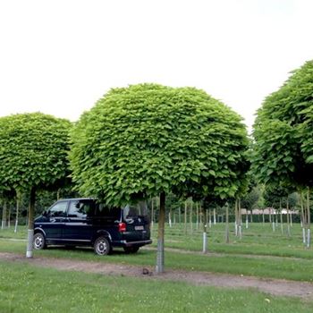 CBNA_Sol_baum_6xv_200-300x50-60_STH225_R-1037_30_07_14_40038.jpg