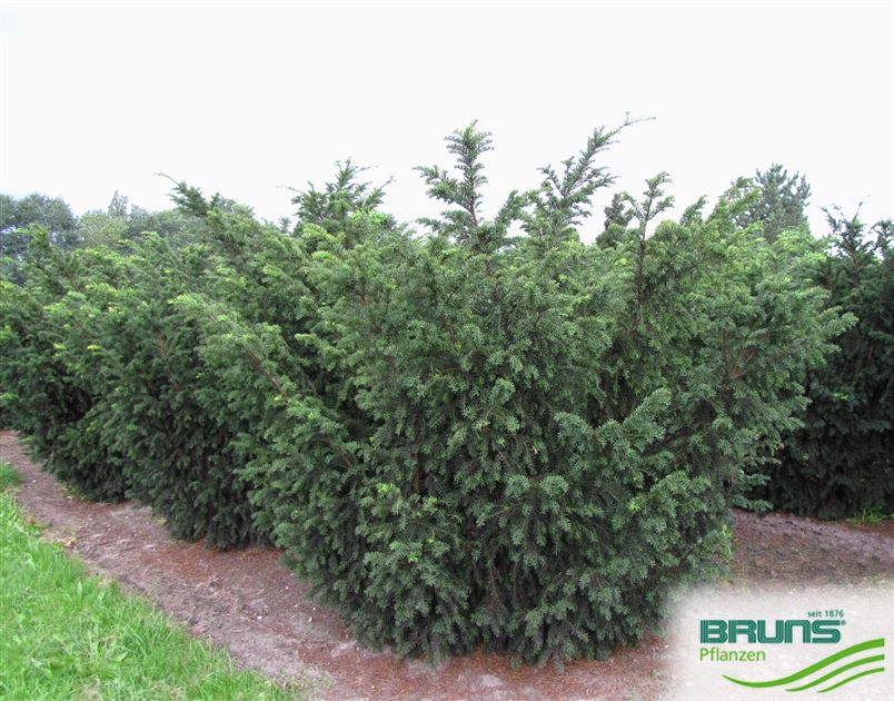 Taxus baccata 'Nissens Praesident' von Bruns Pflanzen
