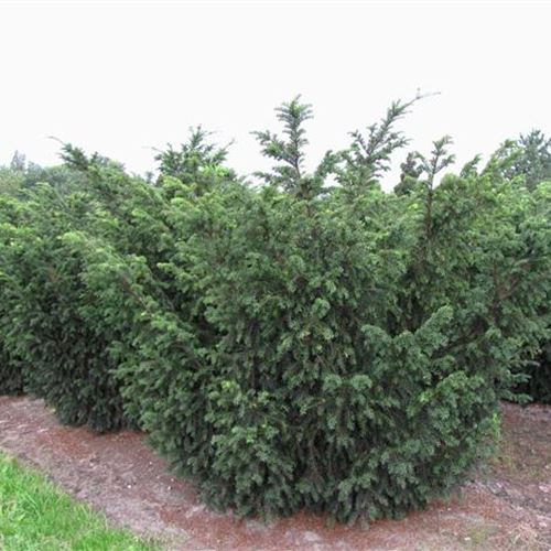 Taxus baccata 'Nissens Praesident'