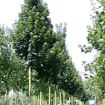APCO_Sol_baum_4xv_60-100x25-30x400-500_R_OEL71_31_08_05_3586.jpg