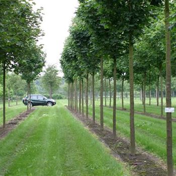 APCO_Sol_baum_5xv_100-150x30-35x500-700_Staemme_R_BRE103_20_06_07_18537.jpg